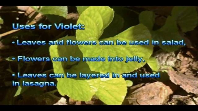 Wildcrafting Violets (Viola odorata) смотреть онлайн