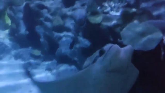 Морской Аквариум TurkuaZoo в торговом центре Forum Istanbul смотреть онлайн