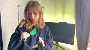 Подселение крыс ? | Как подружить новую крысу и старую ?