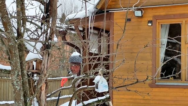 Анастасия и пернатая компания. Кормление лесных птиц смотреть онлайн