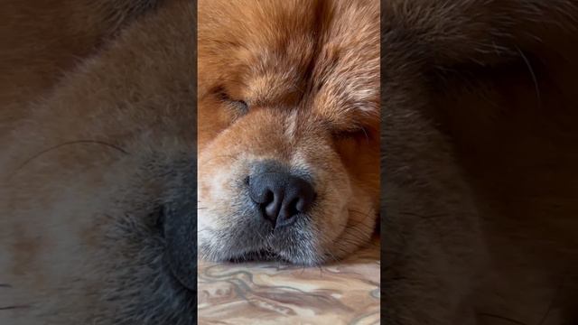 Когда тебе повезло и твоя собака не храпит во сне как паровоз 😎 #chowchow смотреть онлайн