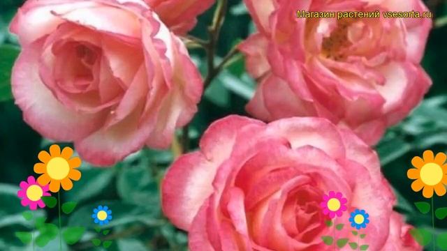 Роза плетистая Харлекин. Краткий обзор, описание характеристик, где купить саженцы Harleqin смотреть онлайн