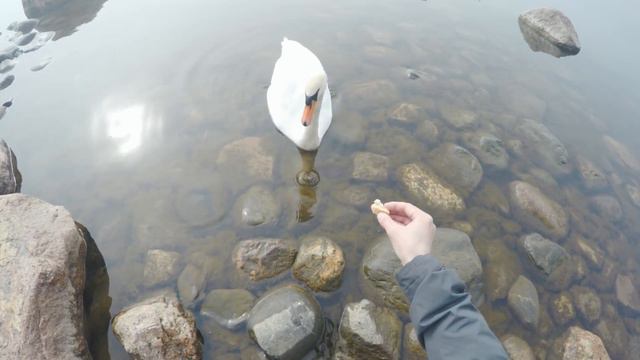 Baltic sea. Кумжа ушла на дальний кордон. Кормим лебедей. смотреть онлайн
