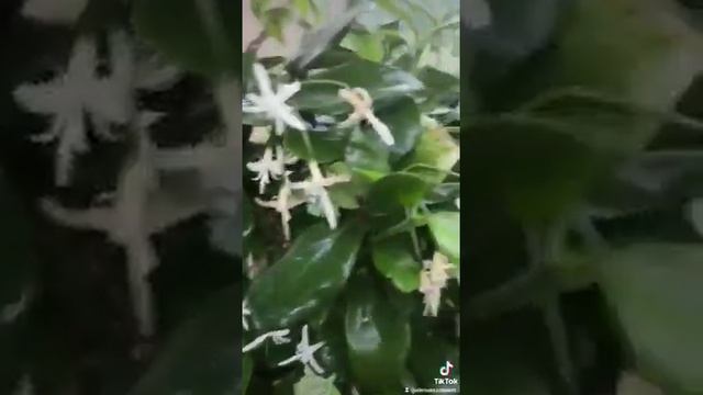 Jasmin Didumum #комнатныецветы #цветоводство#цветы #продажацветов