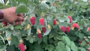 Малиновая гряда, август.