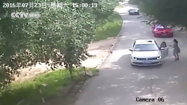 шокирующие видео тигр нападает в парке дикой природы в Пекине смотреть онлайн