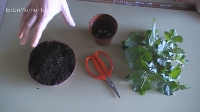 [JARDINERÍA] - El Geranio: cuidados y reproducción смотреть онлайн