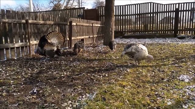 индейка бронзовая широкогрудая смотреть онлайн