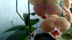 Орхидея "Леди Мармелад".