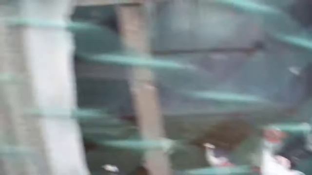 Деревенская жизнь на Кубани. Гуси. Индоутки. Индюки. Поросята. Свиньи смотреть онлайн