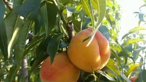 Персик Т-1 Вулкан. Якісний консервний сорт, який добре переносить транспортування