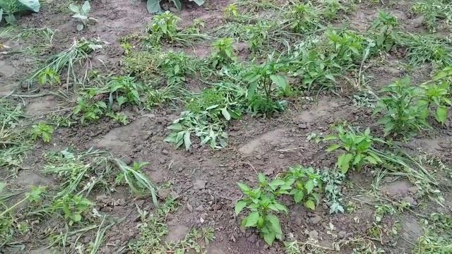 Хотіли як краще,а воно..Сезон консервування в самому розпалі смотреть онлайн