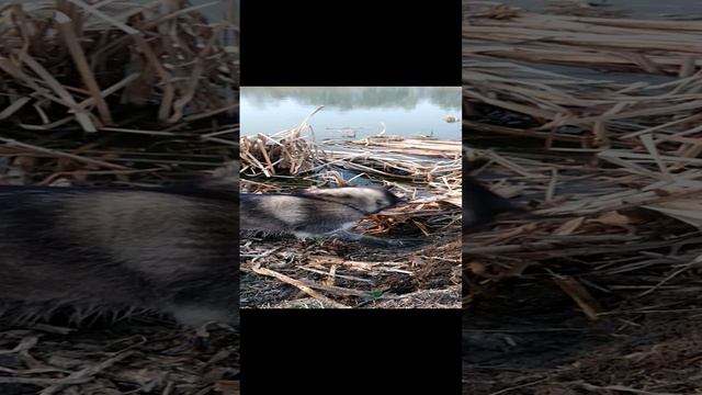 Вы только посмотрите на эту Хаски