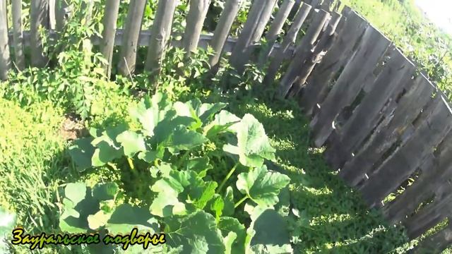 Переходим на подножный корм /Кабачки/Деревенская жизнь смотреть онлайн