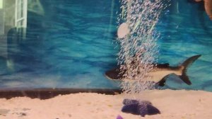 акулий сом  (пресноводная акула)