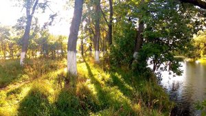 Юрьев Польский -  "Ивушки вы ивушки, деревца зелёные"