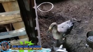 Эстрофан для животных