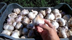 Выращивание озимого чеснока от А до Я / Тонкости выращивания озимого чеснока сорт "Любаша"