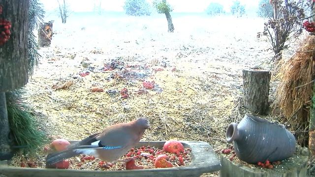 Дрозд-рябининк и сойка - 3 января 2021 смотреть онлайн