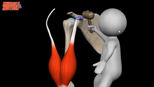 Как правильно качать бицепс смотреть онлайн