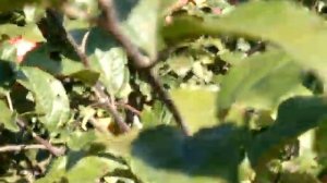 Лучшие сорта яблок. Прогулка по саду сорт яблони  Фантазия