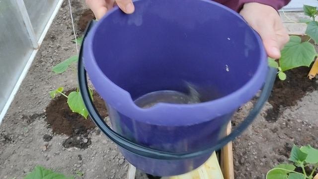 Помидоры жируют