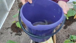 Помидоры жируют