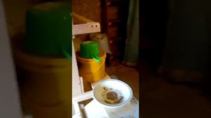 Наши куры породы Кучинская Юбилейная/ Обзор курятника