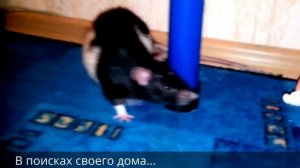 Крыса всегда найдёт свой дом. ДОМАШНЯЯ КРЫСА. КРЫСА ДОМА.