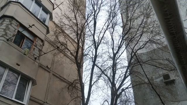 почтовые спортивные голуби - генеральная репетиция смотреть онлайн