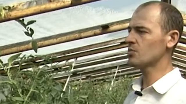 Для чего теплица пчеловоду? смотреть онлайн