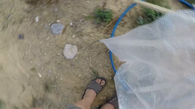 Ловушка для слепней и оводов смотреть онлайн