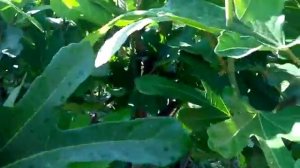 Сравнение сортов инжира. Крымский чёрный, Арабули, Брунсвик.