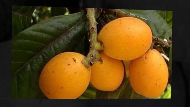 Аҧсны ,Аҟәа _ Сухум, Абхазия) смотреть онлайн