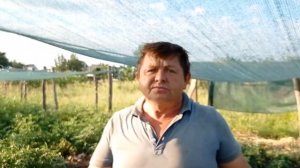 Клубника Альбион летом: какая ягода?