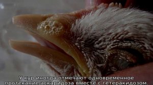 Болезни кур