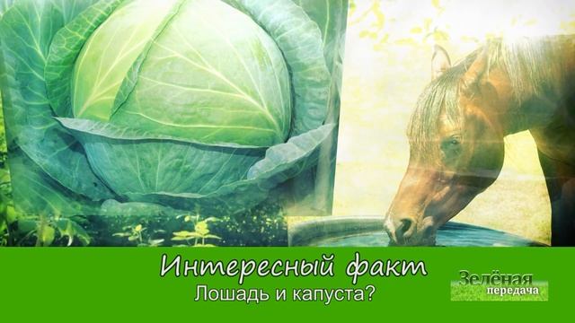 2019 09 17 Зелёная передача смотреть онлайн