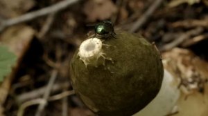 Весёлка обыкновенная