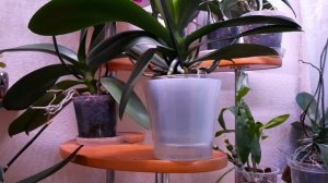 Корни куда девать!!! Орхидеи малыши 1.7 в торфстакане, уход 31 марта 2021 г.