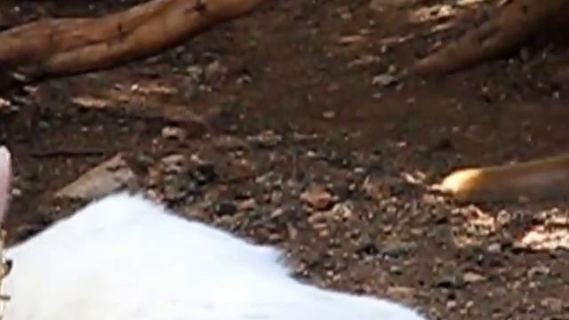 Зоопарк в Пафосе на Кипре смотреть онлайн