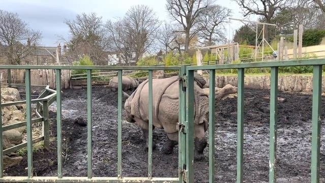 Жизнь в Шотландии. Поездка в Эдинбург. Зоопарк и Картинная галерея