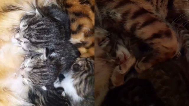 БЕНГАЛЬСКАЯ КОШКА И КОТЯТА 4 тый ДЕНЬ #бенгальскаякошка #қызылорда #бенгальскаякошка