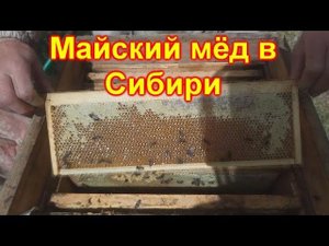 Обстановка на пасеке/ Майский Мёд в Сибири