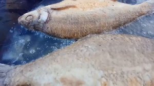 жарим леща на садже