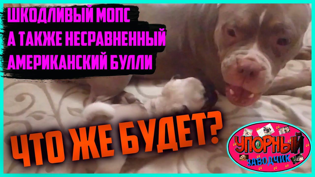 ШКОДЛИВЫЙ МОПС, А ТАКЖЕ НЕСРАВНЕННЫЙ АМЕРИКАНСКИЙ БУЛЛИ