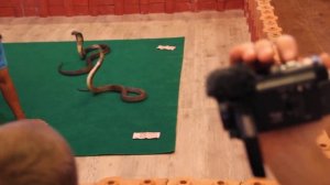 Поцелуй смерти (со змеёй)