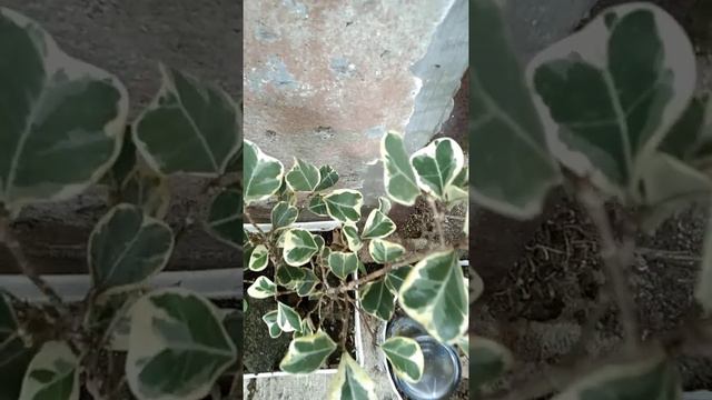 ficus variegated 'triangularis' #66