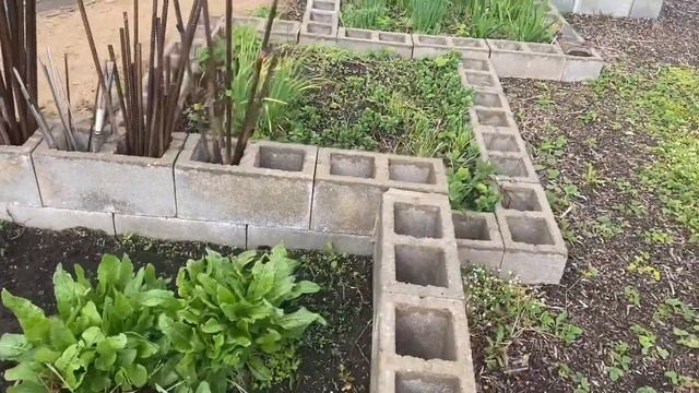 19.05.22. Состояние взрослого пересаженного дуба на вторую весну. ( в видео на последней минуте) смотреть онлайн