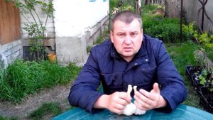 ВНИМАНИЕ!!!  Болезни и вредители чеснока.