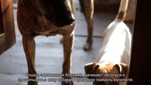 Откуда у домашней кошки блохи?
